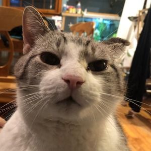 Meet your Posher, Grace